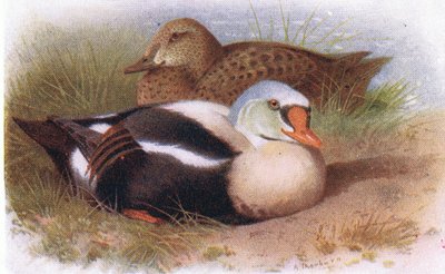 Rey Eider de Archibald Thorburn